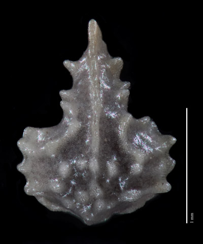 PL_australasicus-MEL655739 nutlet dorsal view