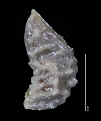 PL_australasicus-MEL655739 nutlet lateral view