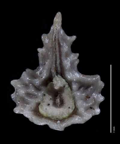 PL_australasicus-MEL655739 nutlet ventral view