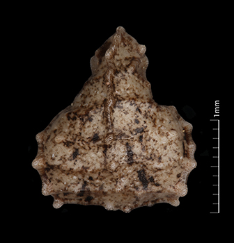PL_canescens_v_catalinensis-RK1650-10x-D-F nutlet dorsal view