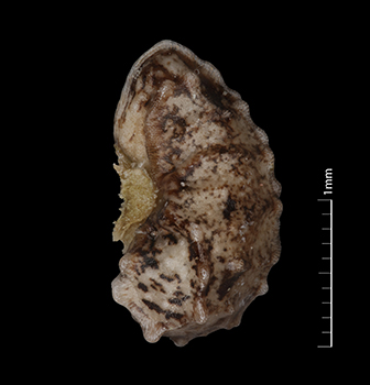 PL_canescens_v_catalinensis-RK1650-10x-L-F nutlet lateral view