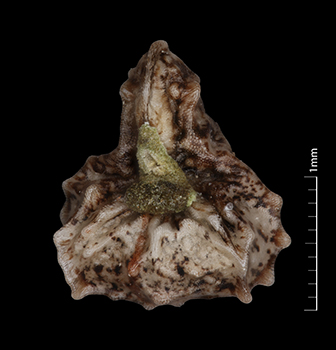 PL_canescens_v_catalinensis-RK1650-10x-V-F nutlet ventral view