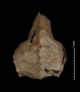 Pl_canescens_v_catalinensis-SDSU22666-10x-D-F nutlet dorsal view