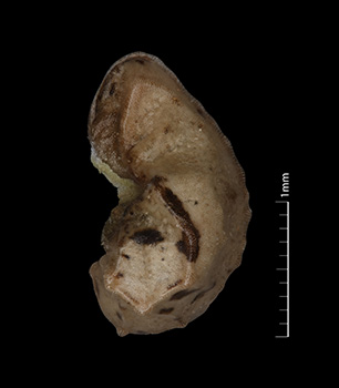 Pl_canescens_v_catalinensis-SDSU22666-10x-L-F nutlet lateral view