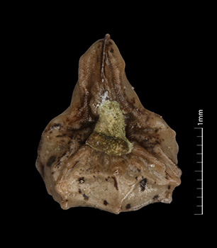Pl_canescens_v_catalinensis-SDSU22666-10x-V-F nutlet ventral view