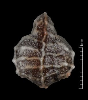 Pl_canescens_var_c-UTC-226984-10x-D-F nutlet dorsal view