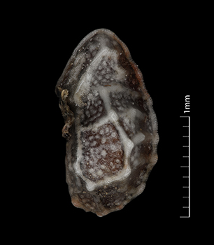 Pl_canescens_var_c-UTC-226984-10x-L-F nutlet lateral view
