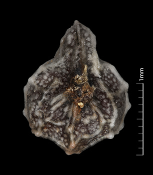 Pl_canescens_var_c-UTC-226984-10x-V-F nutlet ventral view