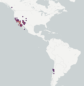 Plagiobothrys_collinus-GBIF map