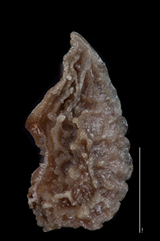 PL_campestris-Curran-nutlet lateral view