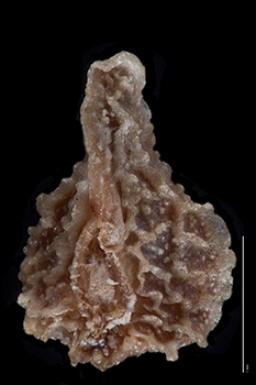 PL_campestris-Curran-nutlet ventral view
