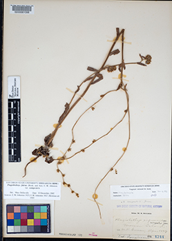 SD4244 voucher specimen