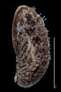 Plagobothrys hispidulus 
SD102778 nutlet lateral view