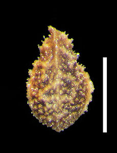 Plagobothrys hispidulus 
SDSU05439 nutlet dorsal view