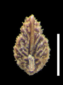 Plagobothrys hispidulus 
SDSU05439 nutlet ventral view