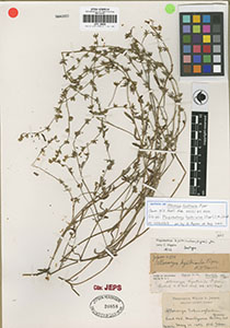 Plagiobothrys hystriculus isotype specimen JEPS20858