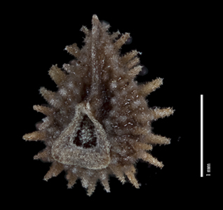 Plagiobothrys hystriculus JEPS110497 nutlet ventral