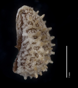 Plagiobothrys hystriculus JEPS20858 nutlet lateral