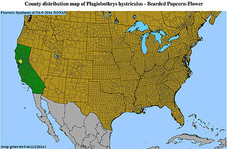 Plagiobothrys hystriculus distribution map