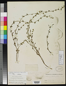 Plagiobothrys hystriculus Holotype US42063=US00110978