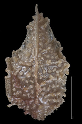 Plagobothrys infectivus
(UC766238) nutlet dorsal view