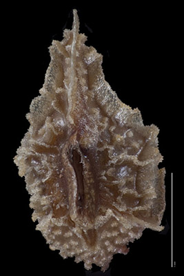 Plagobothrys infectivus
(UC766238) nutlet ventral view