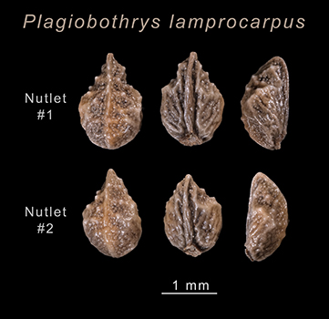 P_lamprocarpus_2nutlets image