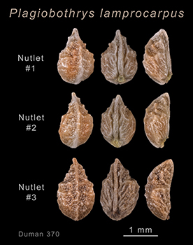 P_lamprocarpus_3nutlets_Duman370 image