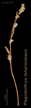 P_lamprocarpus_Duman377 image