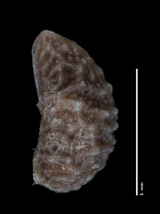 Pl_myosotoides-MGS3944-5x-p3-L-fixed.jpg image