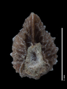 Pl_myosotoides-MGS3944-5x-p3-V-fixed.jpg image