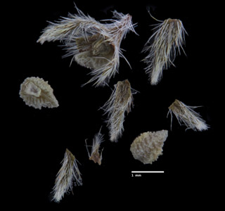 Pl_myosotoides-MGS3944-cf3-p3-all2-fixed.jpg image