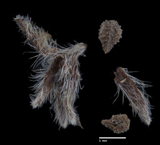 Pl_myosotoides-MGS3944-cf3-p3-all3-fixed.jpg image