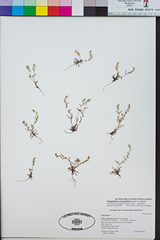 SDSU27523.jpg herbarium specimen