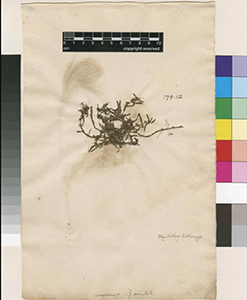 Herbarium specimen scan of type specimen of Plagiobothrys orientatlis