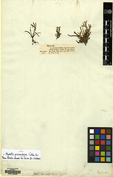 E00143290_6.jpg specimen image