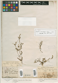 NY00335597.jpg specimen image