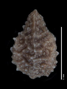 Pl_procumbens-MGS3944-5x-p3-D-fixed.jpg image