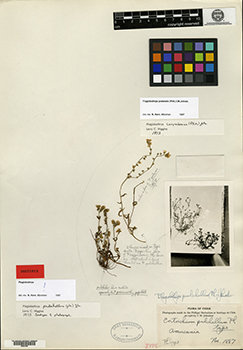GH00057408.jpg specimen