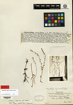 GH00057409 type specimen image