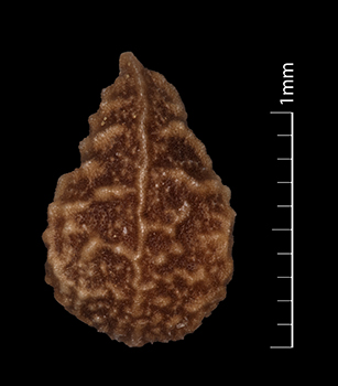 Pl_uliginosus-SBL2314 nutlet dorsal view
