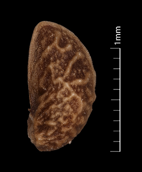Pl_uliginosus-SBL2314 nutlet lateral view