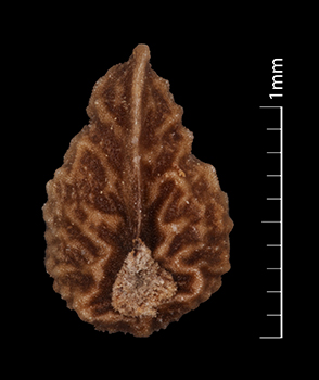 Pl_uliginosus-SBL2314 nutlet ventral view