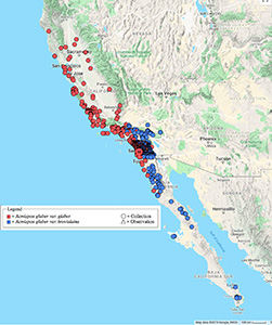 Acmispon glaber western distribution