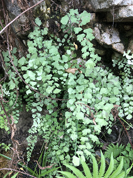 Adiantum capillus-veneris field image 1