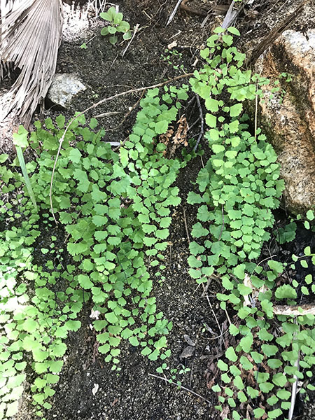 Adiantum capillus-veneris field image 2