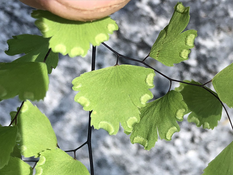 Adiantum capillus-veneris field image 3