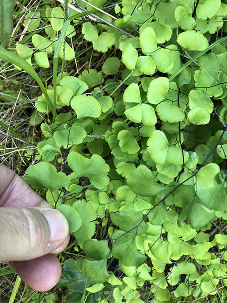 Adiantum jordanii field image 1