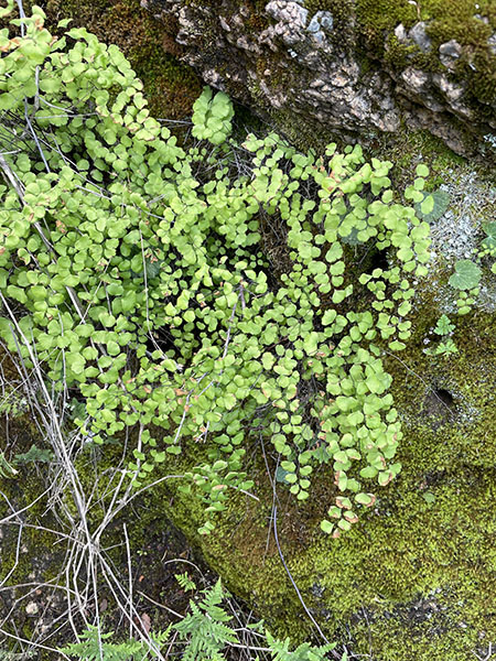 Adiantum jordanii field image 2