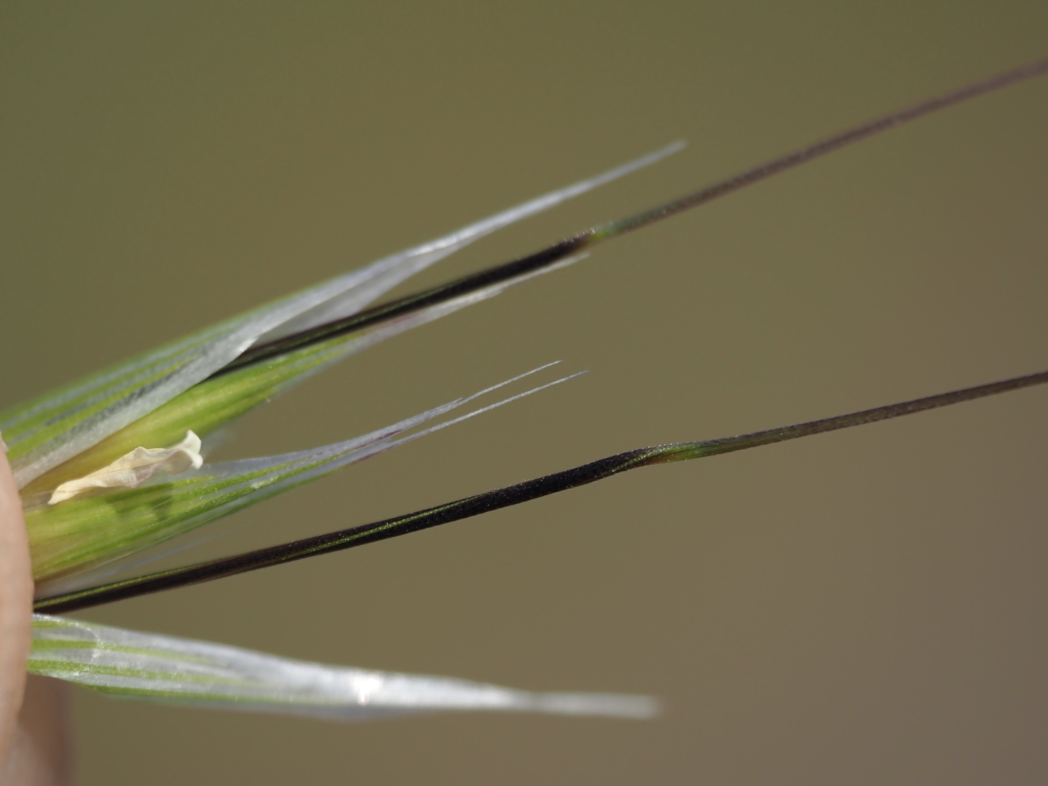 Avena_barbata-iNat337788396a image